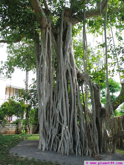 Botanical Gardens , Paget, Bermuda