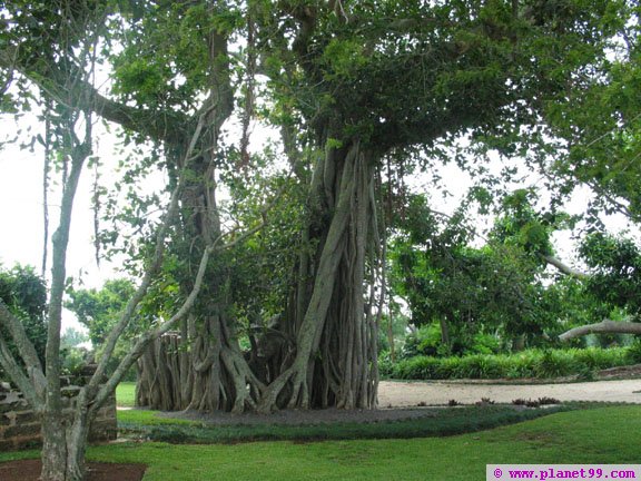 Botanical Gardens , Paget, Bermuda