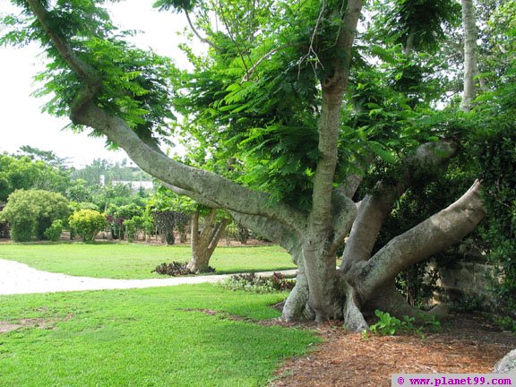 Botanical Gardens , Paget, Bermuda