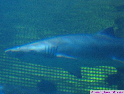 Shark Reef Aquarium , Las Vegas