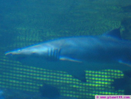 Shark Reef Aquarium , Las Vegas