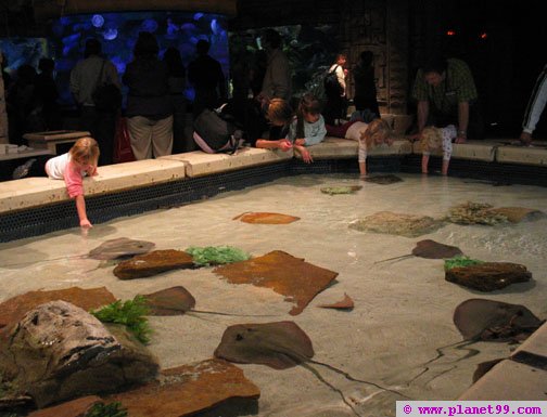 Shark Reef Aquarium , Las Vegas