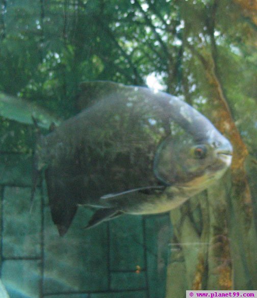 Shark Reef Aquarium , Las Vegas