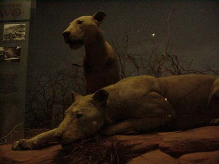 Field Museum of Natural History , Chicago