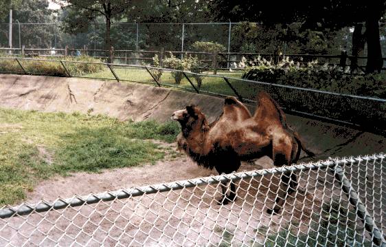 Lincoln Park Zoo , Chicago